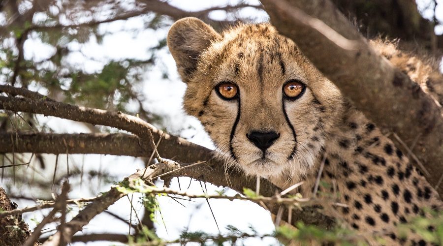 Paquete a Sudáfrica con Reserva Privada