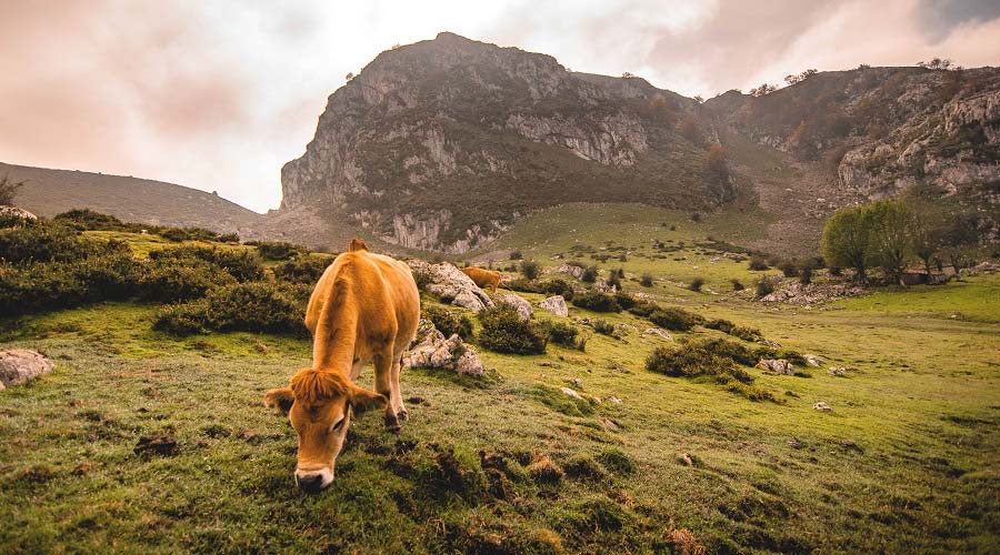 Paquete al Norte de España