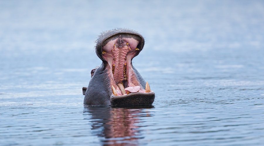 Circuito por Sudáfrica