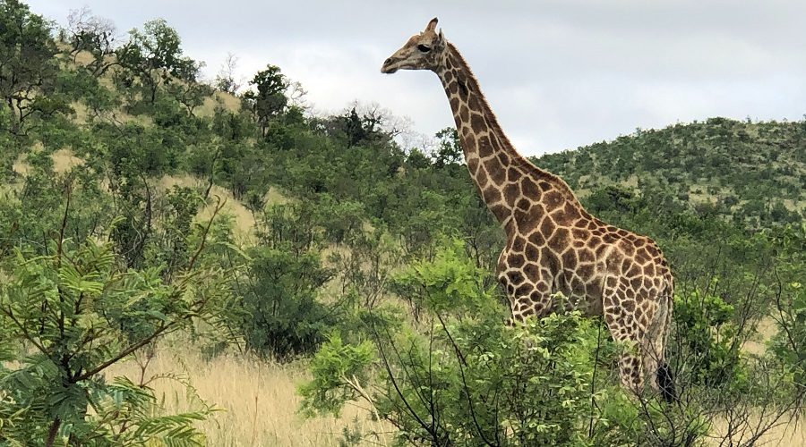 Paquete a Sudáfrica