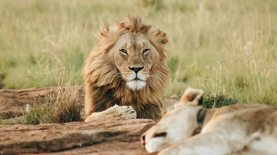 Safaris en Sudáfrica