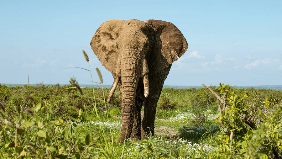 Safari y Playas en Kenia y Tanzania