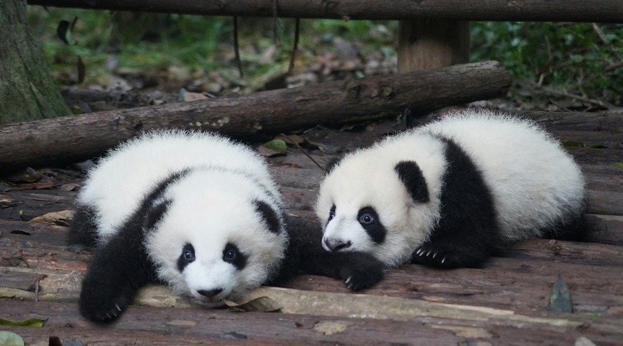 Osos Panda y Avatar en China
