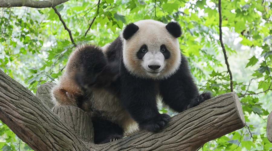 Osos Panda en China