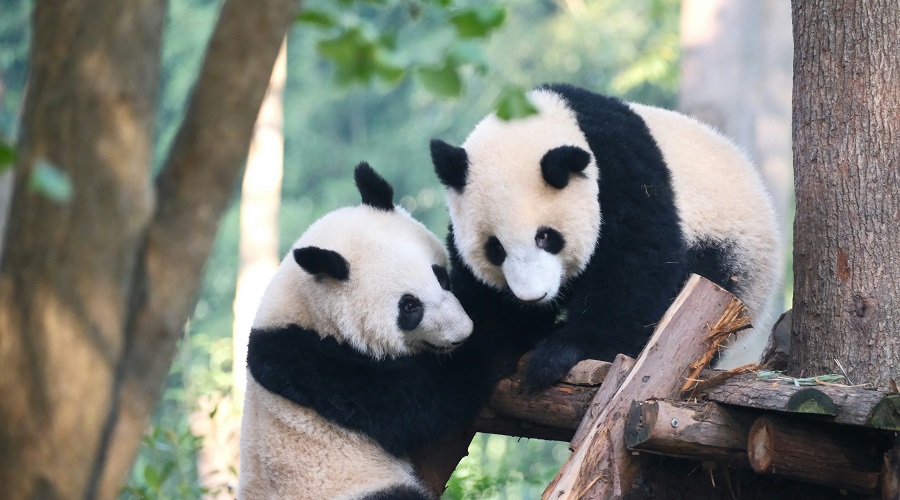 Grupal a China con Osos Panda y Avatar