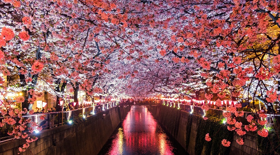 Viaje grupal a Corea y Japon en Cherry Blossom
